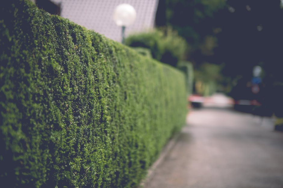 A well-maintained garden featuring a lush, evenly mowed lawn with visible mowing lines, bordered by a neatly trimmed evergreen hedge running along the left side. Standing in a row on the grass are fou